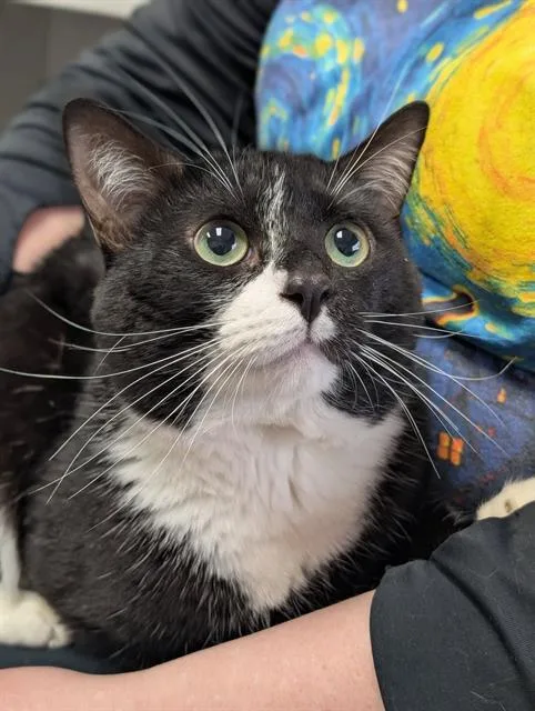 A young medium-sized male Domestic Short Hair cat named Phantom for adoption in Canfield, OH