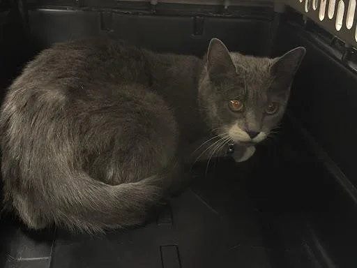 A young medium-sized female Domestic Short Hair cat named Marabeth for adoption in Las Vegas, NV
