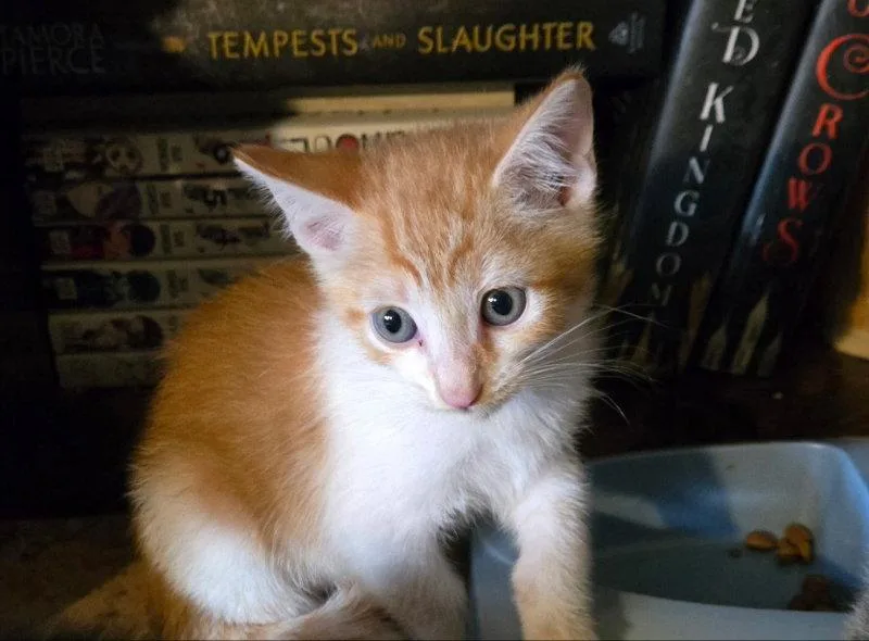 A baby medium-sized male Orange & White Domestic Short Hair cat named Father Elijah for adoption in Pineville, LA