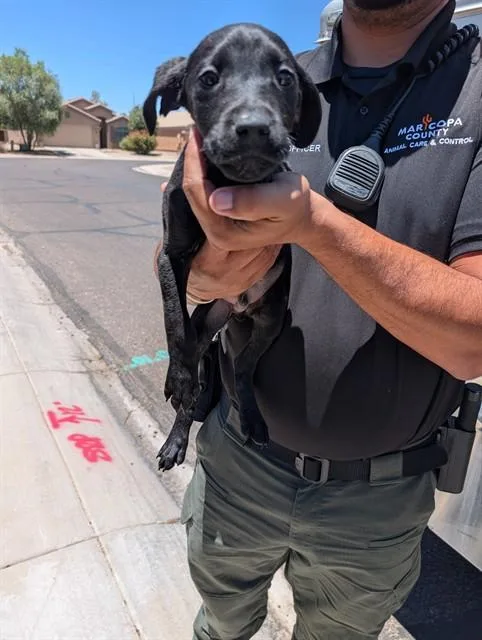 A baby large-sized male Labrador Retriever dog named Squirt for adoption in Phoenix, AZ