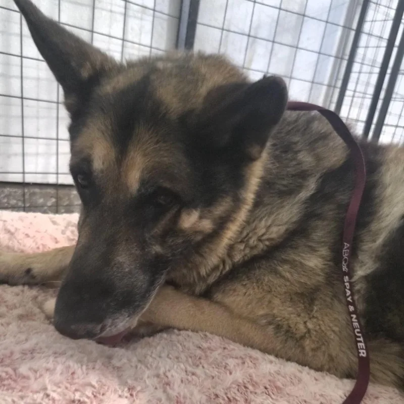 A senior large-sized male German Shepherd Dog dog named Jericho for adoption in Sandia Park, NM