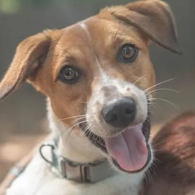 A young medium-sized male Yellow / Tan / Blond / Fawn Mixed Breed dog named Miklo Velka for adoption in Decatur, GA