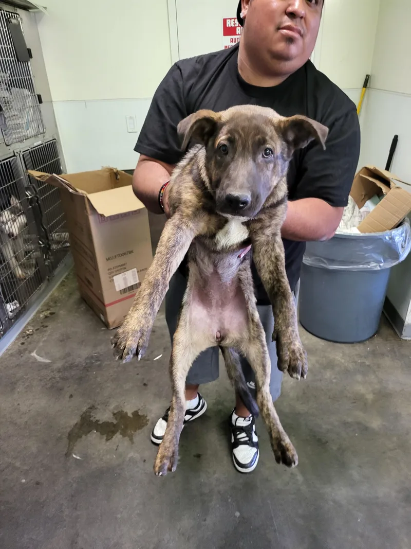 A baby medium-sized female German Shepherd Dog dog named Negra for adoption in Los Angeles, CA