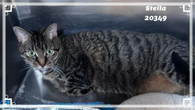 An adult large-sized female Tabby (Gray / Blue / Silver) Domestic Short Hair cat named Stella for adoption in Marietta, GA
