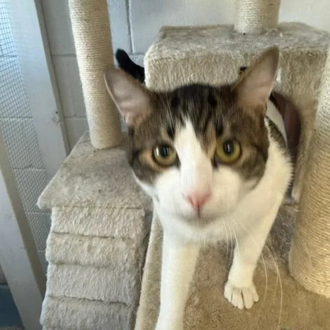 An adult small-sized male White Domestic Short Hair cat named Magou for adoption in Port Aransas, TX