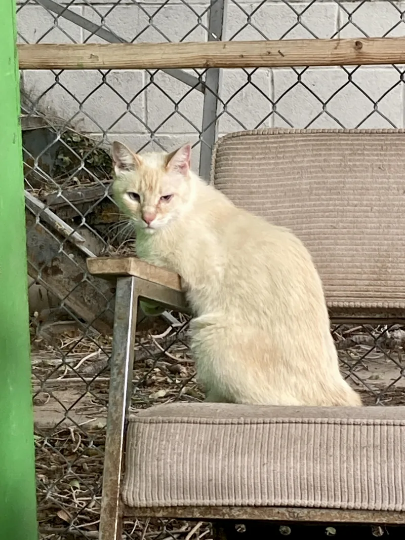 An adult medium-sized male Cream Point Domestic Short Hair cat named International Delight for adoption in Roswell, NM