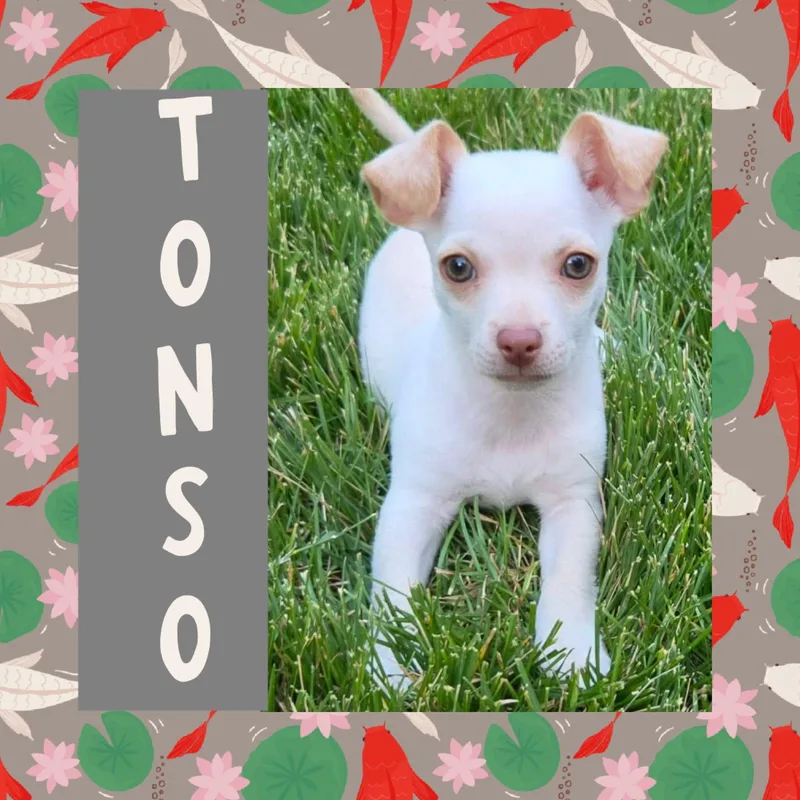Tonso