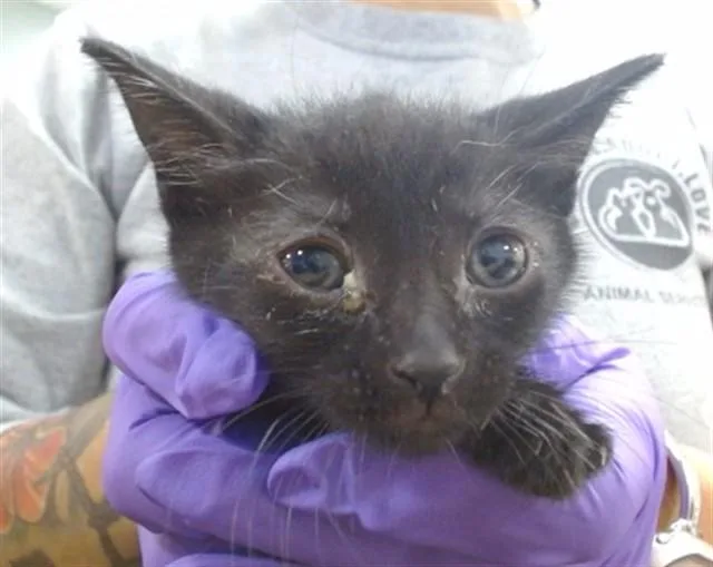 A baby small-sized male Domestic Short Hair cat named Berry for adoption in Miami, FL