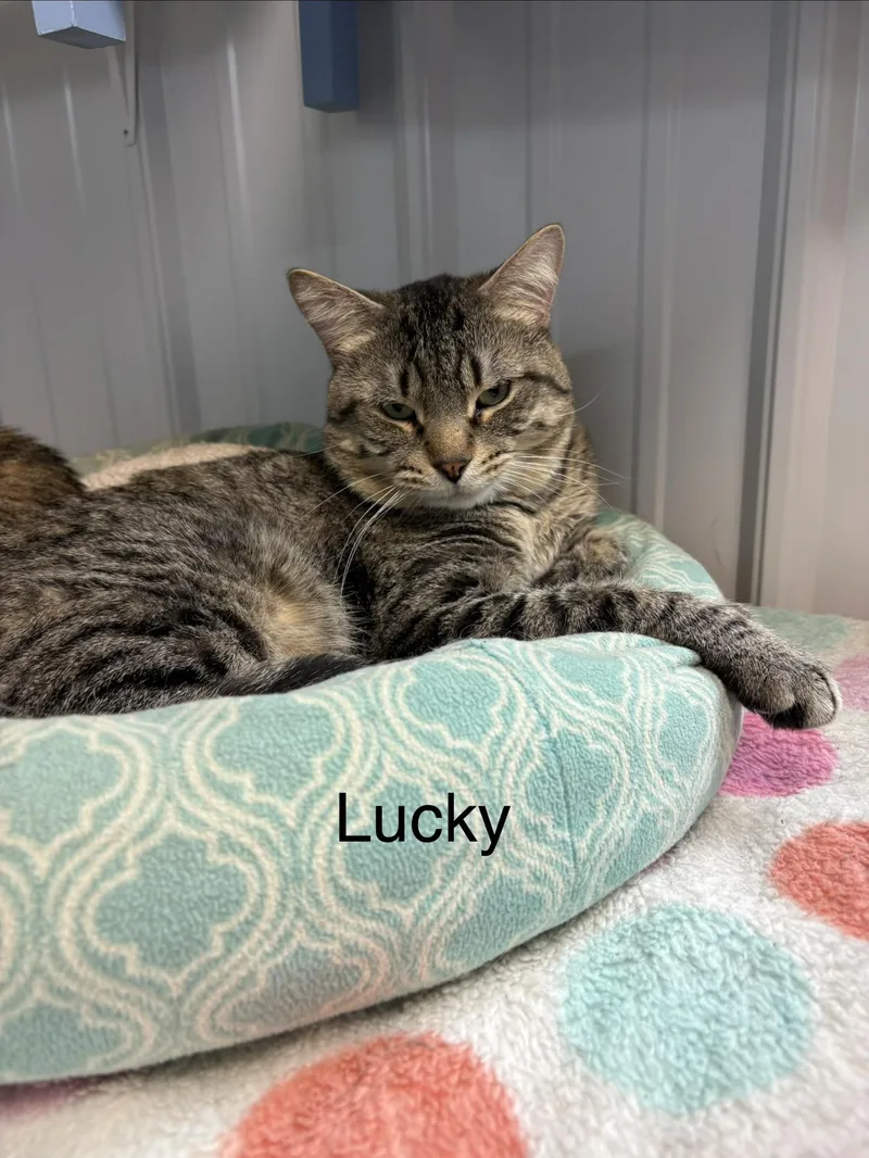An adult large-sized male American Shorthair cat named Lucky for adoption in Big Rapids, MI