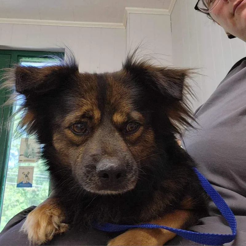 A senior medium-sized male Black Shetland Sheepdog / Sheltie dog named Arbor for adoption in Tylertown, MS