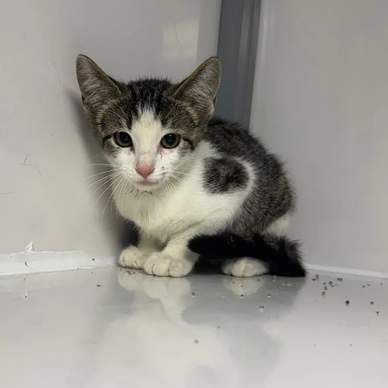 A baby small-sized female Brown / Chocolate Domestic Short Hair cat named Lumber for adoption in Shelbyville, IL