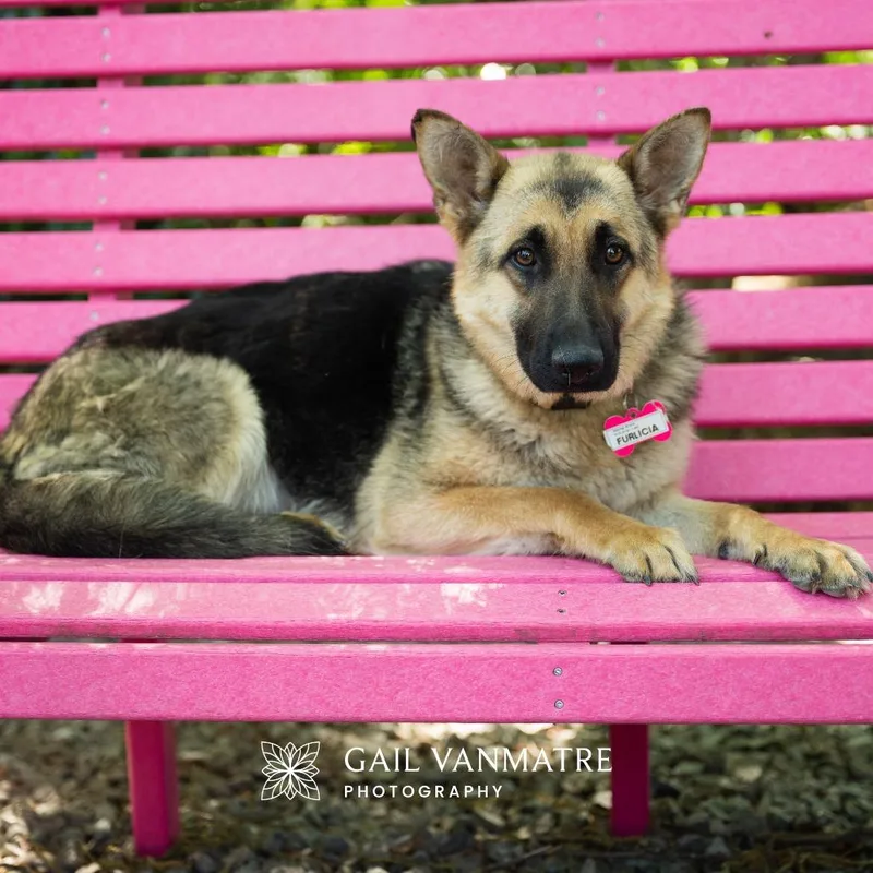 An adult medium-sized female Black German Shepherd Dog dog named Furlica for adoption in Wake Forest, NC