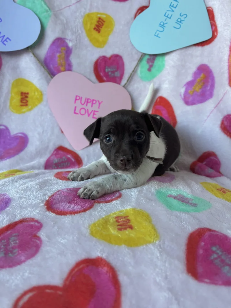 Nutmeg  Spice Litter thumbnail 2