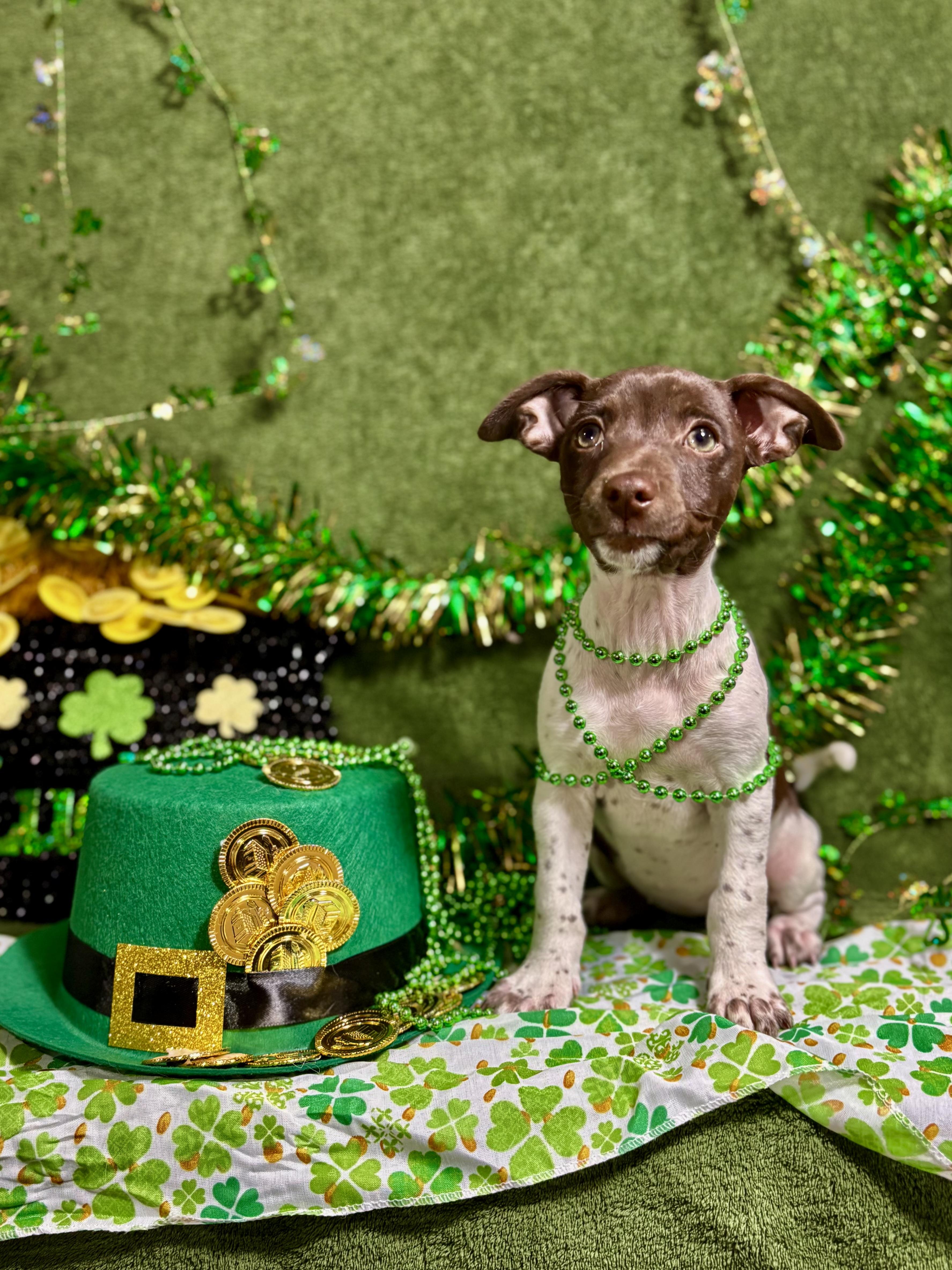 Nutmeg  Spice Litter