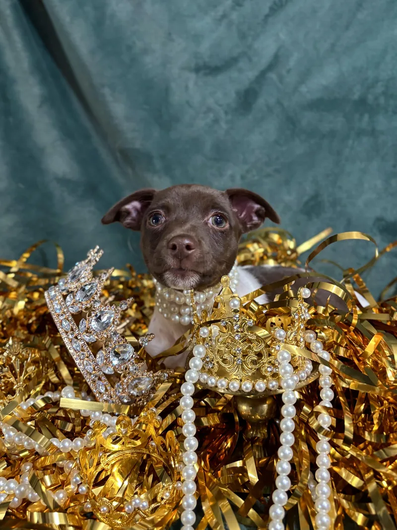 Nutmeg  Spice Litter thumbnail 3