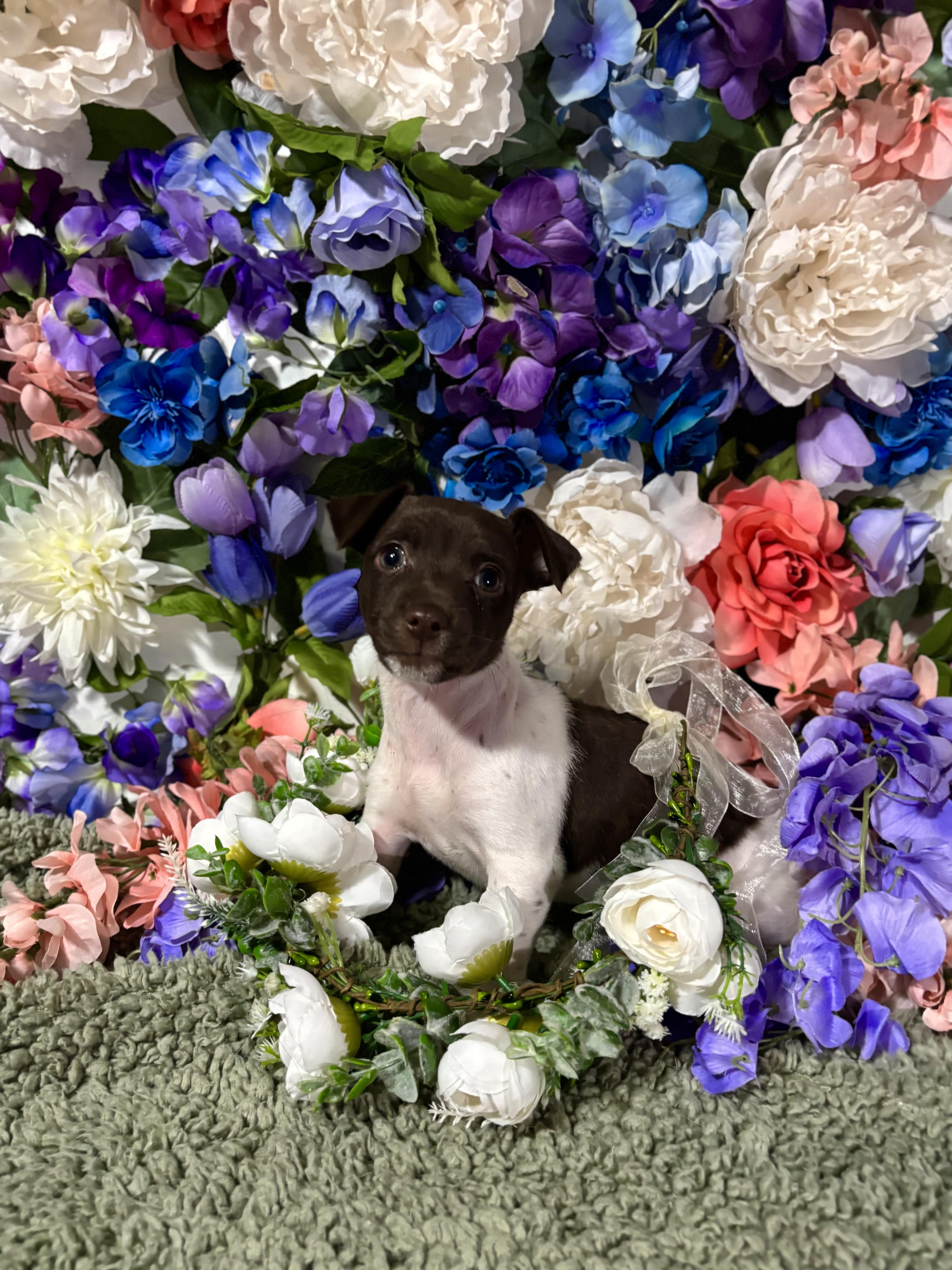 Nutmeg  Spice Litter thumbnail 5