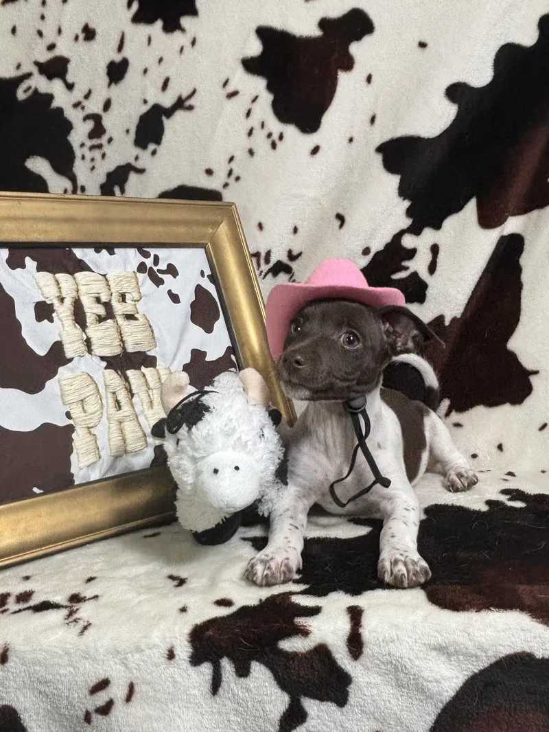 Nutmeg  Spice Litter thumbnail 6