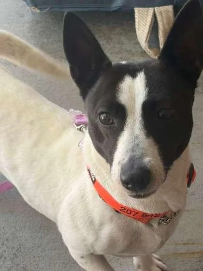 An adult medium-sized female Parson Russell Terrier dog named Nola for adoption in Southern Pines, NC