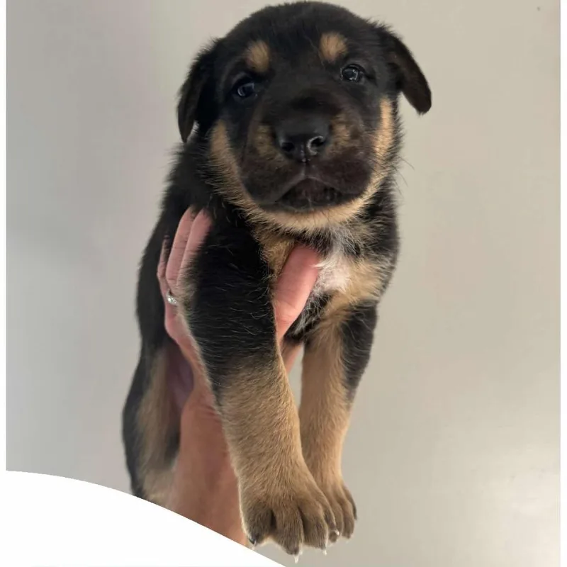 A baby large-sized female Black German Shepherd Dog dog named Juicy Jessica for adoption in Olathe, KS
