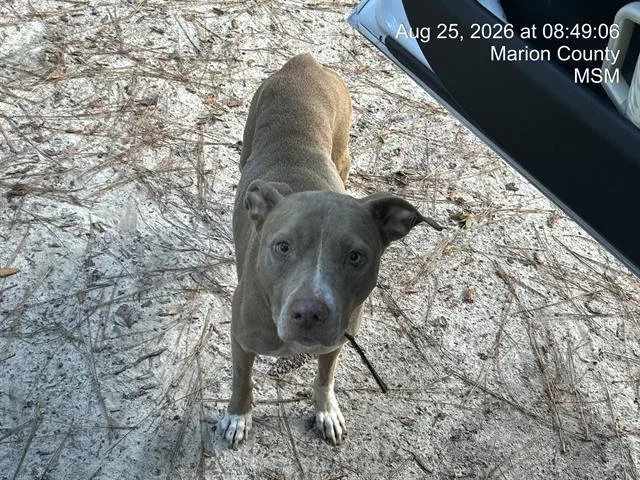 An adult large-sized female Pit Bull Terrier dog named Hershey for adoption in Ocala, FL