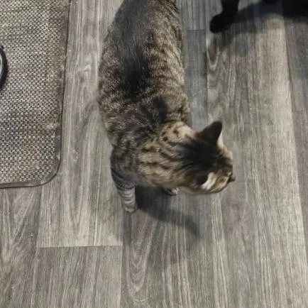 An adult small-sized female Brown / Chocolate Domestic Short Hair cat named Slinky for adoption in Hemet, CA