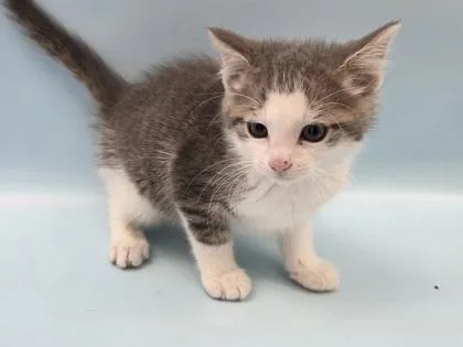 A baby small-sized male Domestic Short Hair cat named Waffle for adoption in Woodbury, MN