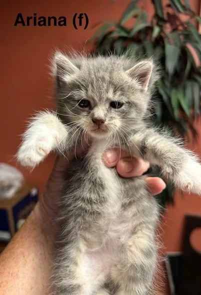 A young medium-sized female Tabby cat named Ariana for adoption in Saugerties, NY