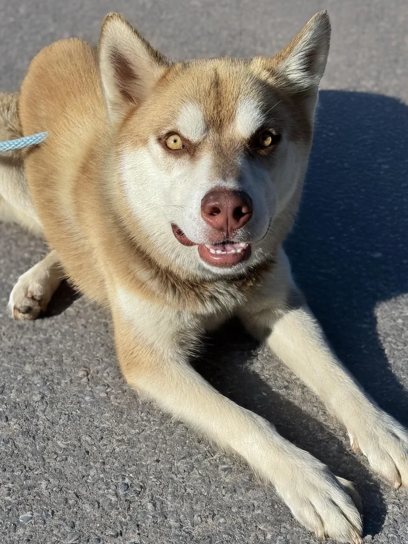 A baby large-sized male Red / Chestnut / Orange Siberian Husky dog named Rosco for adoption in Anderson, IN