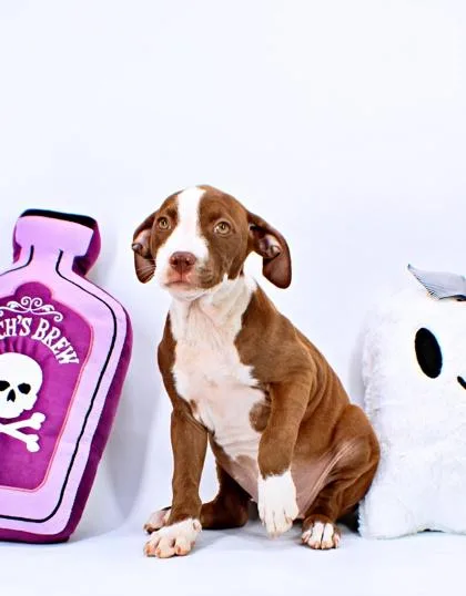 A baby large-sized female Pit Bull Terrier dog named Shera for adoption in Morton Grove, IL