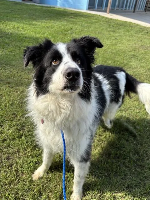 An adult large-sized male Border Collie dog named Marbles for adoption in Killeen, TX