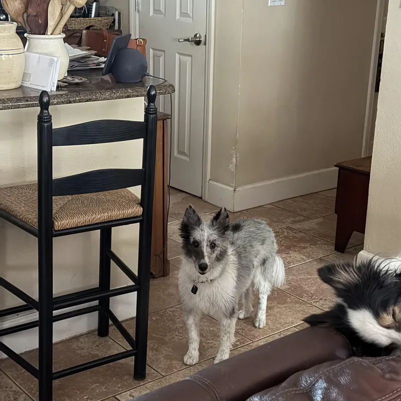 An adult small-sized female Merle (Blue) Shetland Sheepdog / Sheltie dog named Callie for adoption in Palm Bay, FL