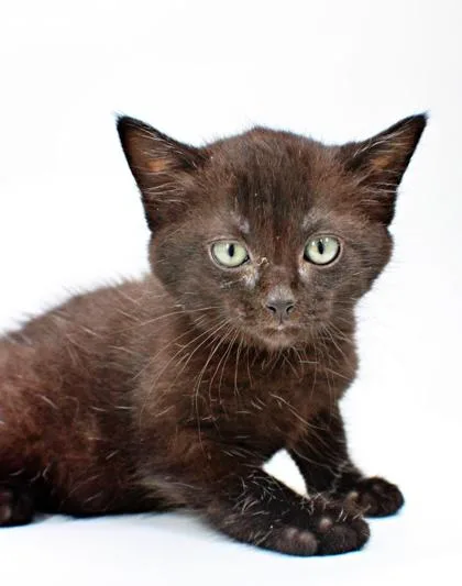 A baby small-sized male Domestic Short Hair cat named Mac for adoption in Morton Grove, IL