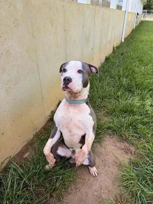 A young medium-sized male Pit Bull Terrier dog named Smokey for adoption in Hillsboro, OH
