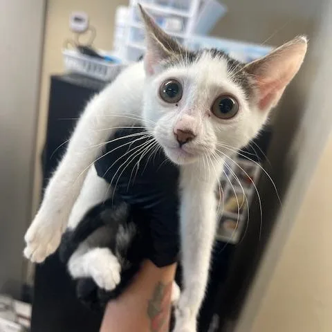 A baby small-sized female Domestic Short Hair cat named Duckie Dale for adoption in Lake Panasoffkee, FL