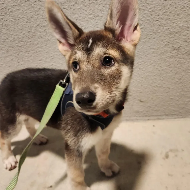A baby small-sized female Gray / Blue / Silver Husky dog named Chica for adoption in Pacifica, CA