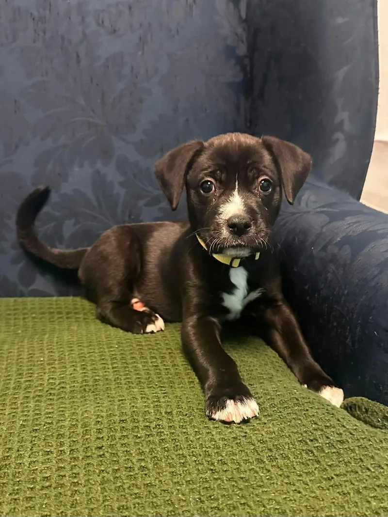 A baby medium-sized female American Staffordshire Terrier dog named Beamer for adoption in Walker, LA