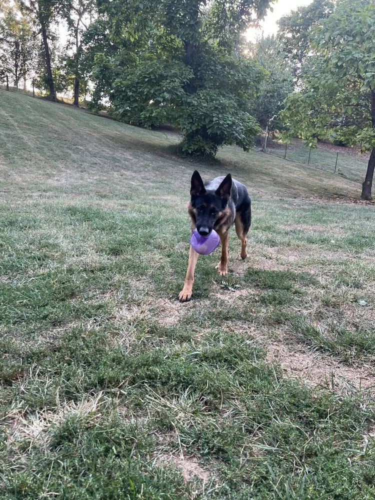 An adult large-sized male Tricolor (Brown, Black, & White) German Shepherd Dog dog named Knox for adoption in Loveland, OH