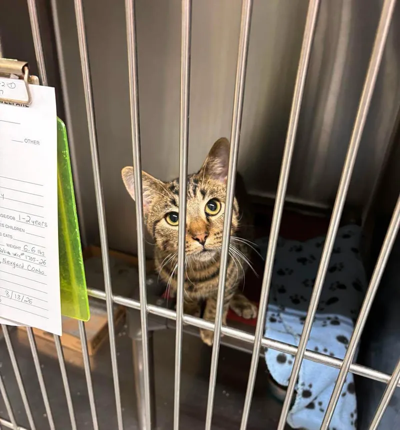 An adult medium-sized male Domestic Short Hair cat named Temp for adoption in Stillwater, OK