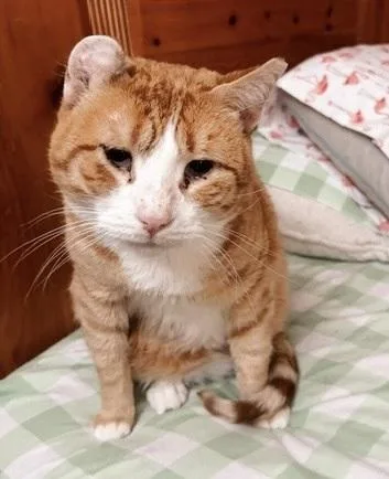 An adult large-sized male Orange & White Tabby cat named Pasta Paws for adoption in Philadelphia, PA