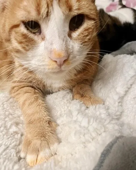 Pasta Paws thumbnail 4