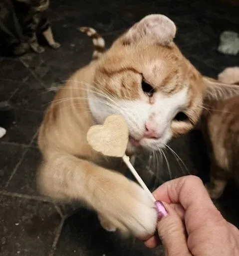 Pasta Paws thumbnail 5