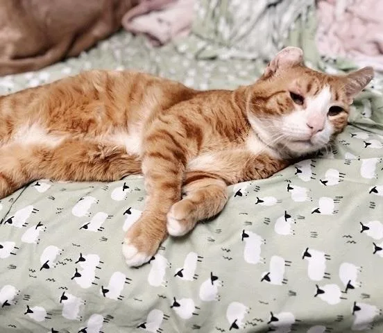 Pasta Paws thumbnail 6