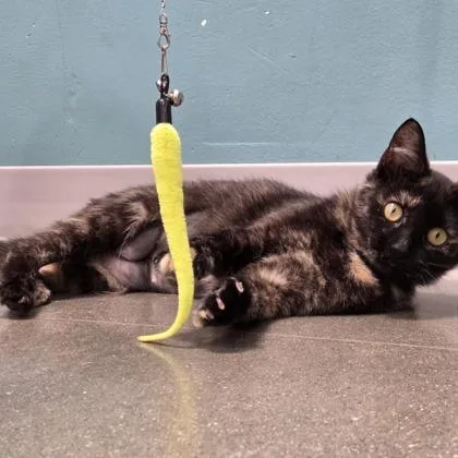A young small-sized female Domestic Short Hair cat named Peaches for adoption in Janesville, WI