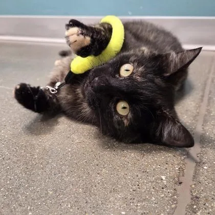 Peaches thumbnail 2