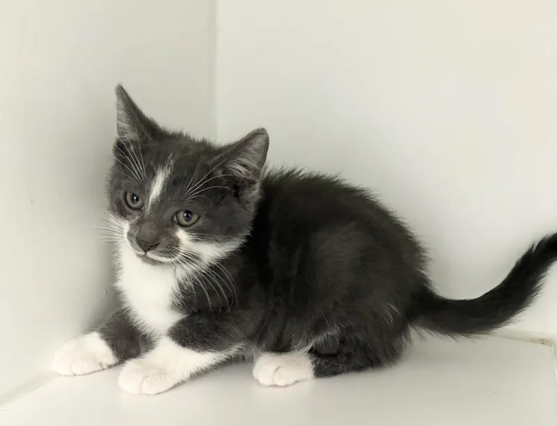 A baby small-sized male Gray & White Domestic Medium Hair cat named Chester for adoption in Rochester, IN