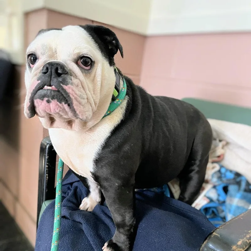 An adult medium-sized female English Bulldog dog named Chata for adoption in Oakland, CA