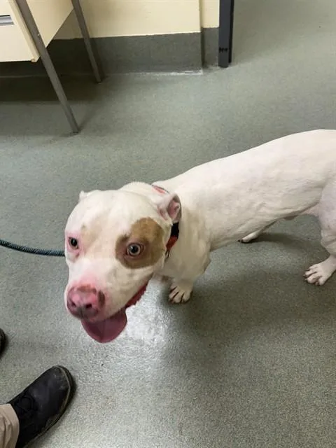 A young medium-sized male Pit Bull Terrier dog named Kyle for adoption in Lees Summit, MO