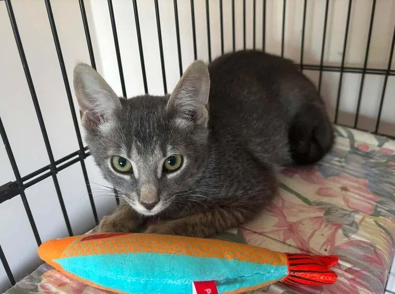 A baby small-sized male Gray / Blue / Silver Domestic Short Hair cat named Jerry for adoption in Breinigsville, PA