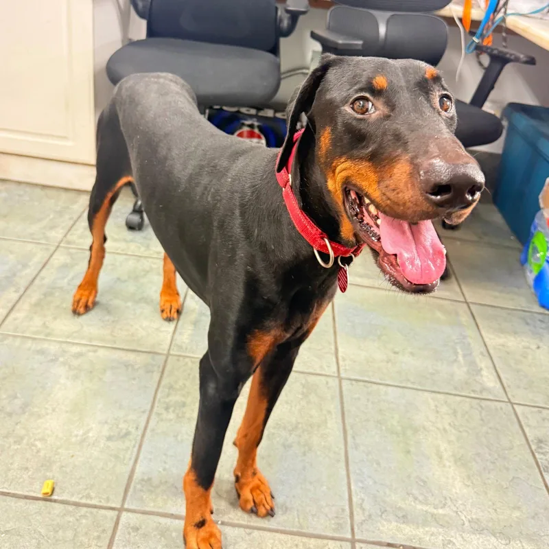 A young medium-sized male Doberman Pinscher dog named Cowboy for adoption in Oakland Park, FL