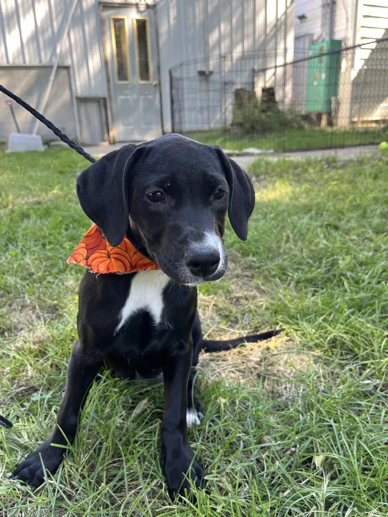 A young medium-sized female Labrador Retriever dog named Pumpkin for adoption in Upper Sandusky, OH